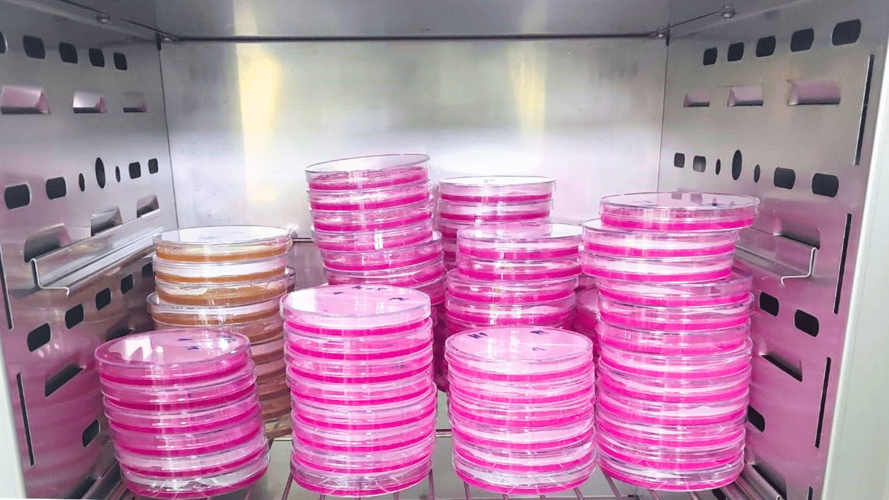 Oznaczenie pleśni w ziarnie jęczmienia